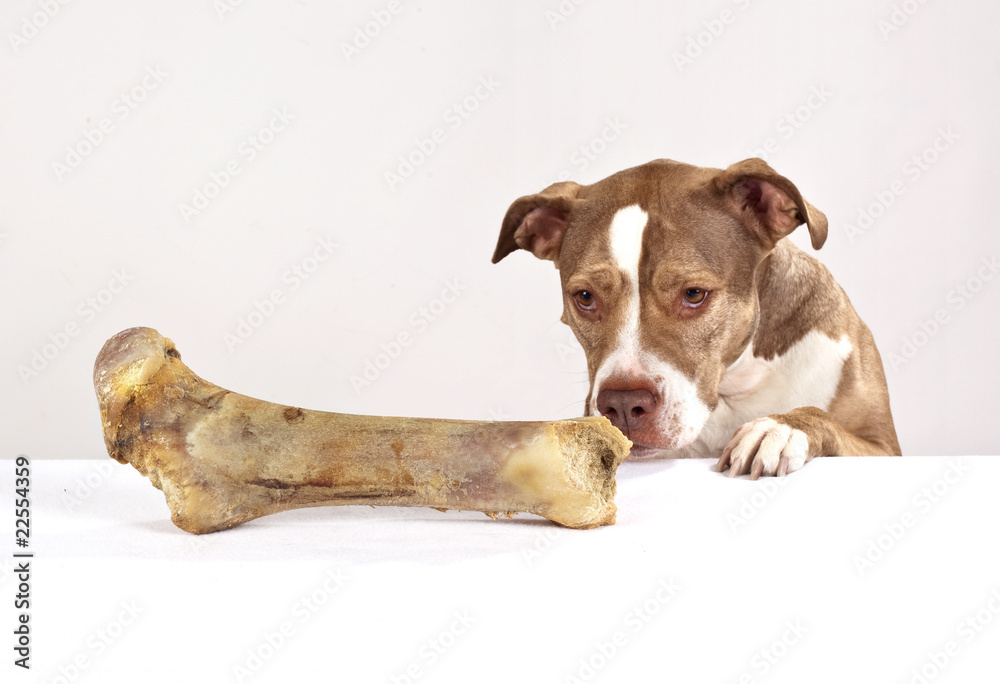 hund mit großem knochen hund mit großem knochen