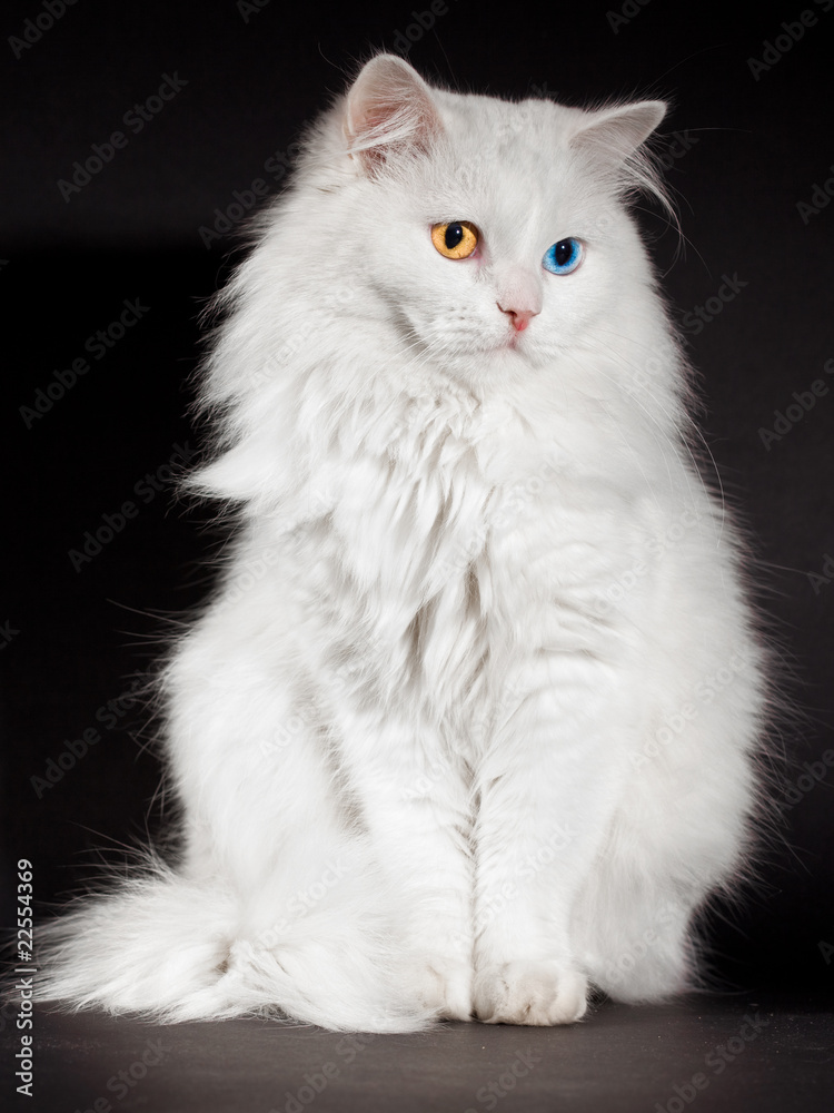 varicoloured eyes white cat