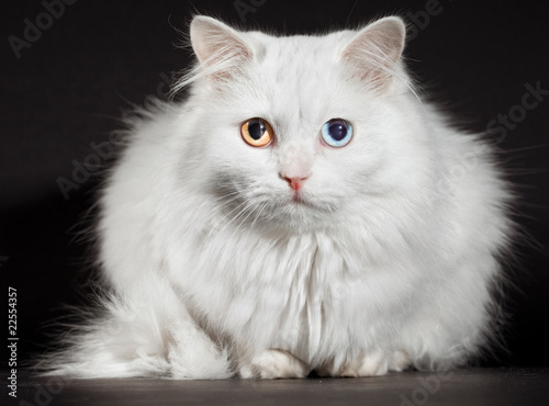 varicoloured eyes white cat © Andrei Armiagov