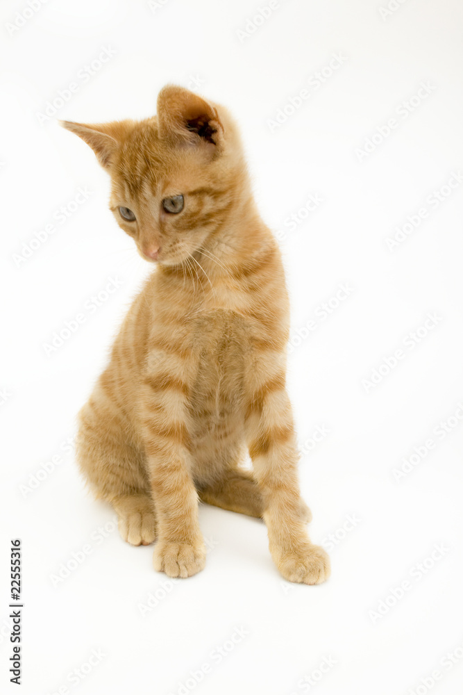 Obraz premium Katzenkind