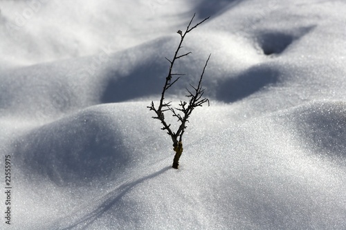 dried branch lonely tree snow dunes desert