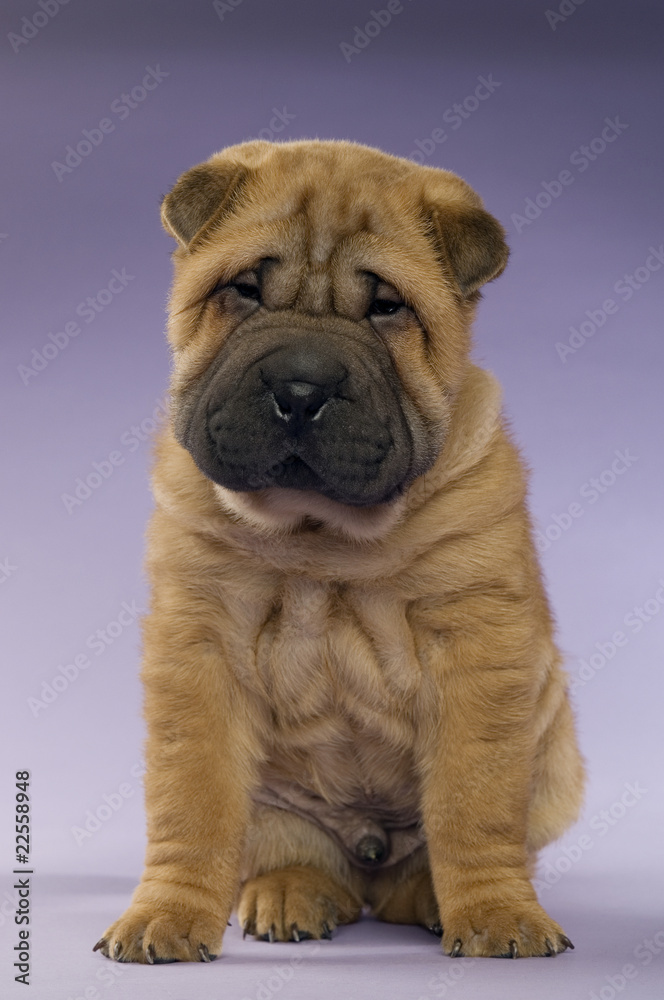 Shar-Pei puppy isolated on purple background Shar-Pei puppy isolated on purple background