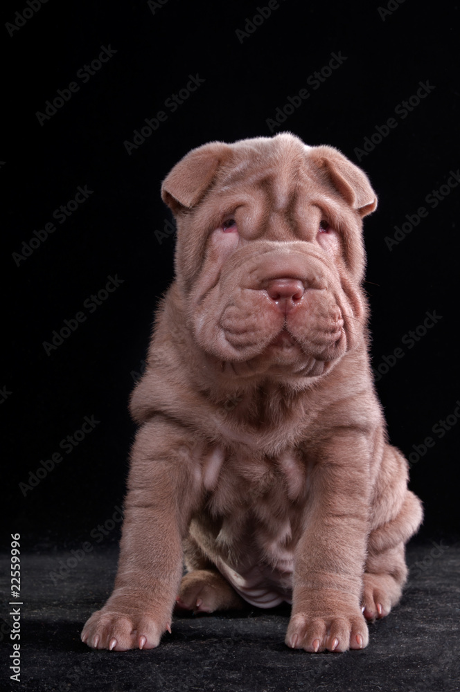 Small Shar-Pei Puppy Small Shar-Pei Puppy