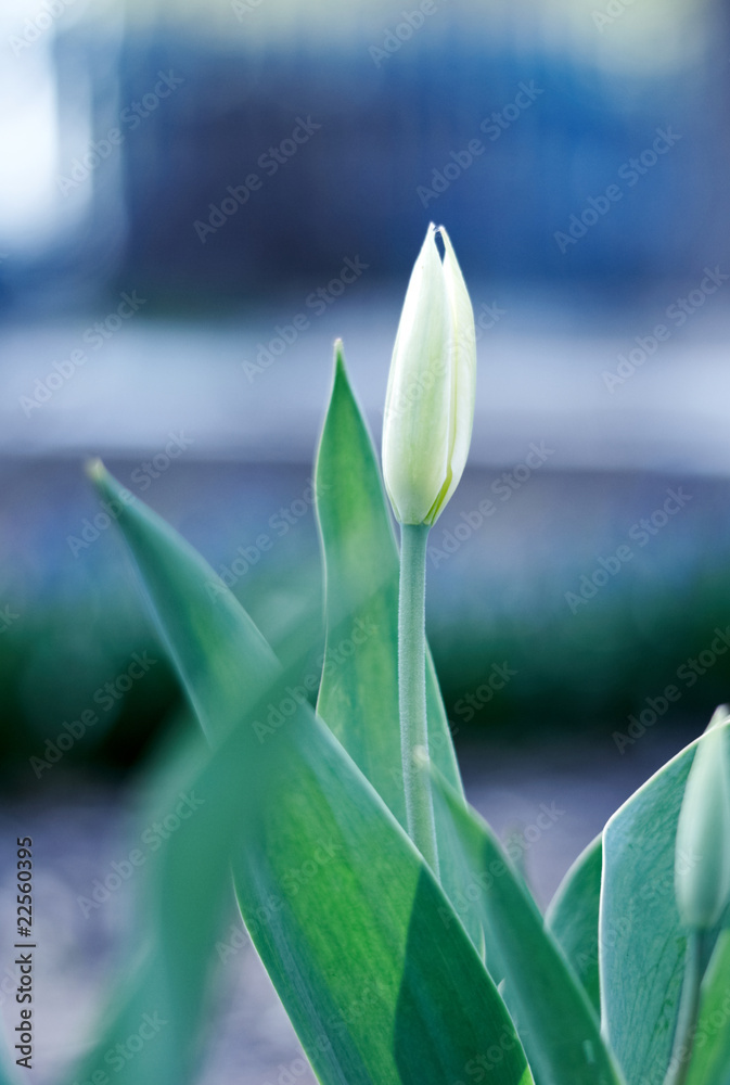 Obraz premium white spring a young tulip with green leaves