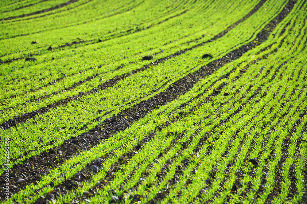 Field