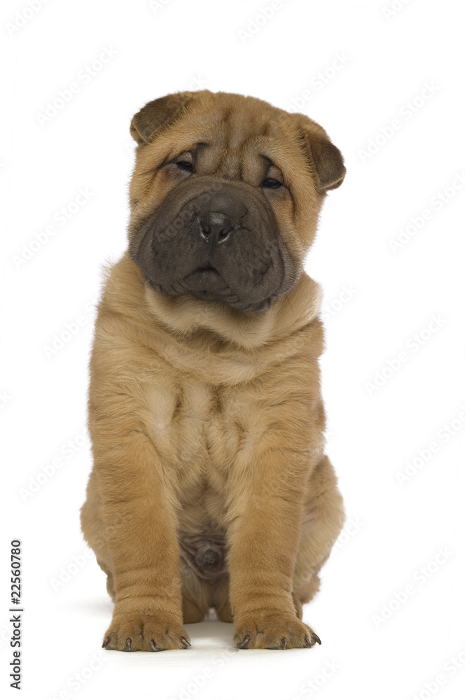 Shar-Pei puppy isolated on white background Shar-Pei puppy isolated on white background