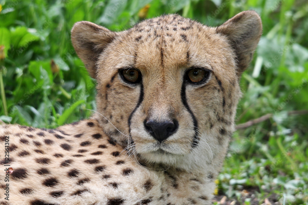 Gepard Gepard