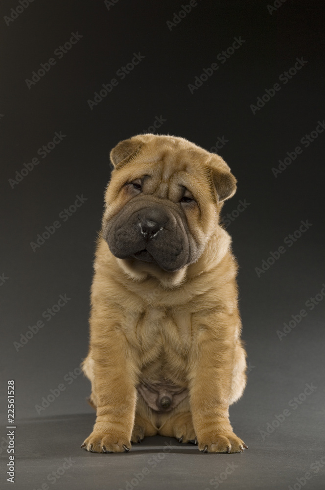 Fototapeta premium Shar-Pei puppy isolated on black background