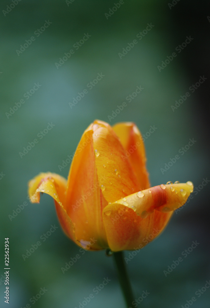 rot gelbe Tulpe mit Wassertropfen rot gelbe Tulpe mit Wassertropfen