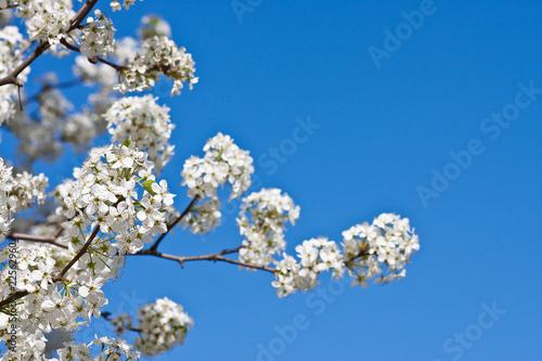 White Pear Blossoms on a Blue Sky