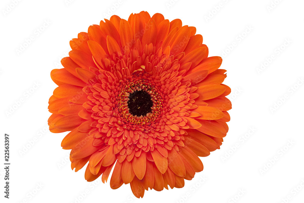 Gerbera Daisy mit Beschneidungspfad von Hand