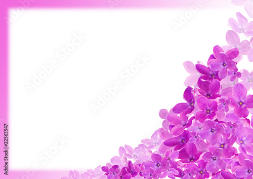 Greeting card with lilac flowers