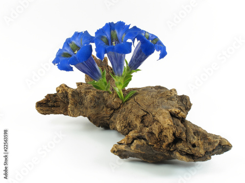 Enzianblüten auf Wurzelholz