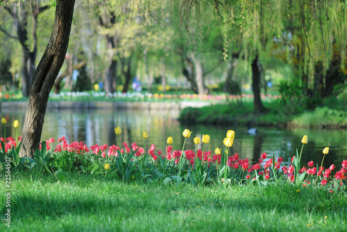 spring with beautiful tulips in the park and lake