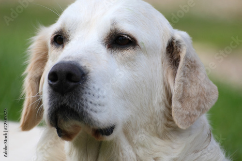 golden retriever