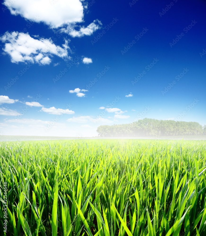 Obraz premium Spring morning... field of green grass and blue cloudy sky
