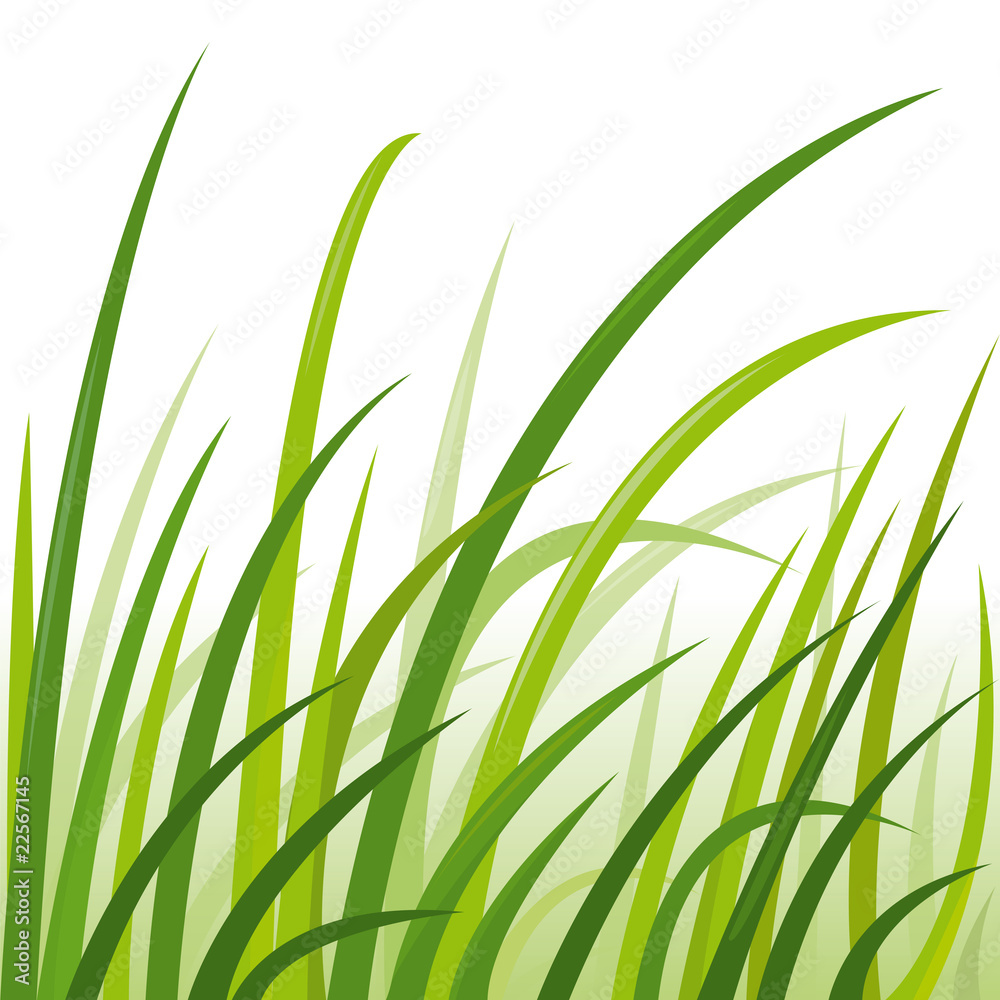 Fototapeta premium Hautes herbes lumineuses, vecteur