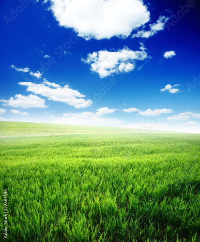 Nature background, field of green grass and cloudy sky