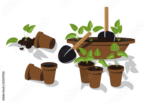 transplanting flower seedlings