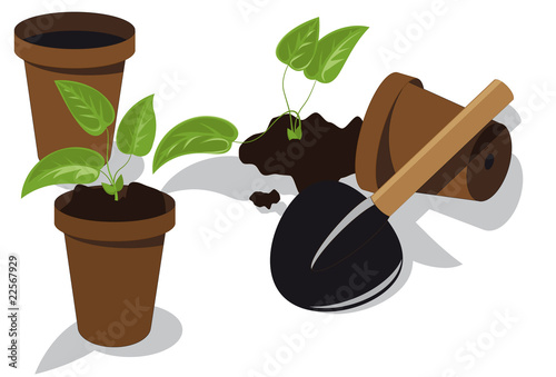transplanting flower seedlings