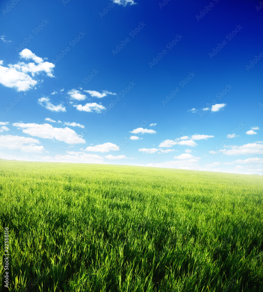 Spring day... field of green grass and cloudy sky Spring day... field of green grass and cloudy sky