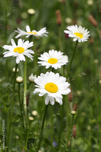Fototapeta Naklejka Na Ścianę i Meble -  marguerite commune,leucanthemum vulgare