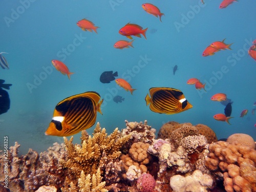 Red Sea photo