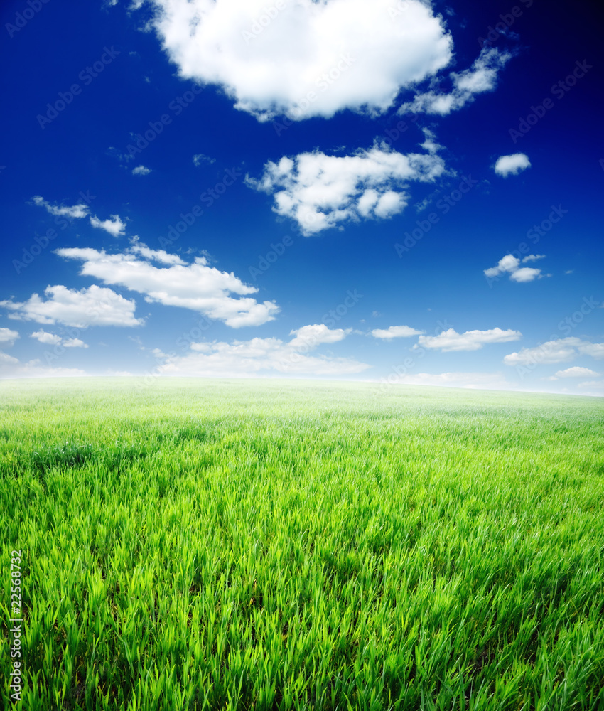 Field of green grass and cloudy sky, XXXLarge Field of green grass and cloudy sky, XXXLarge