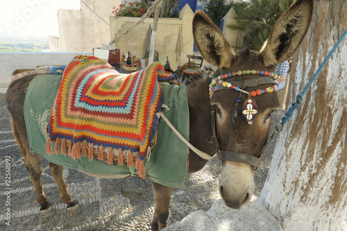 Greece, a donkey waiting to carry