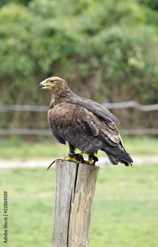 Fototapeta premium Aquila Reale/1