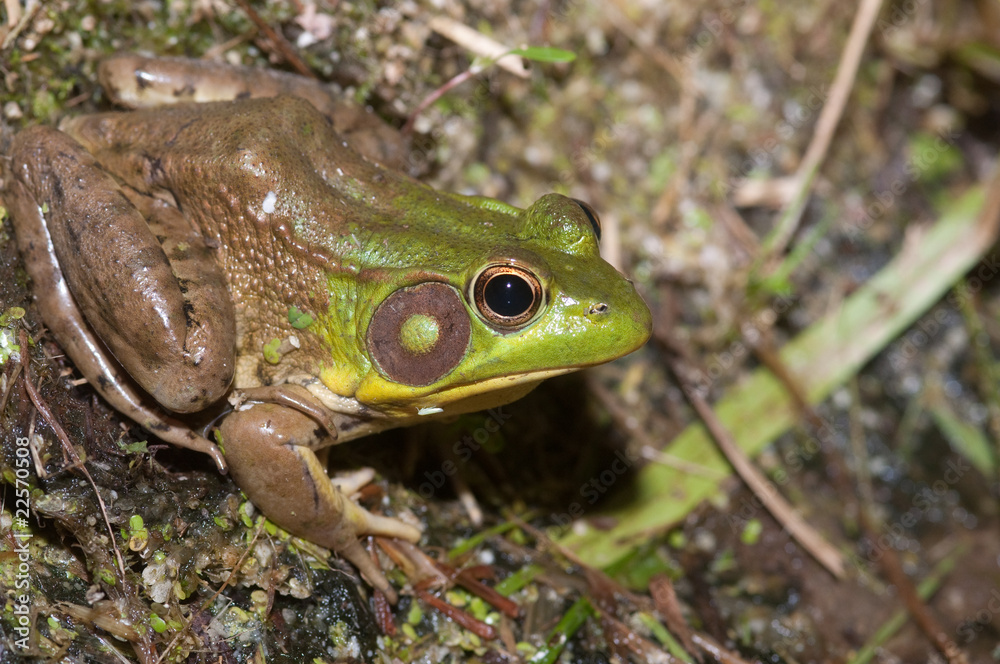 Fototapeta premium Bullfrog on a pond