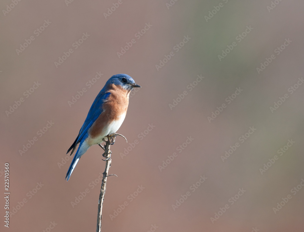 Fototapeta premium Eastern bluebird sitting on post
