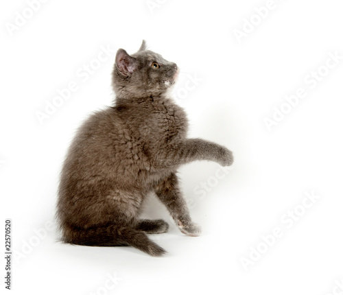 gray kitten on white background