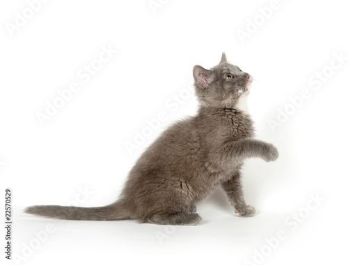 gray kitten on white background