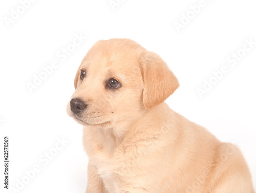 Puppy on white background