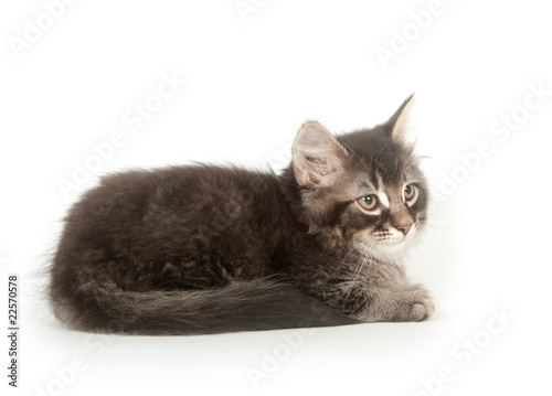 Kitten on white background