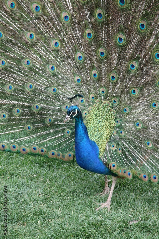 Obraz premium pavone