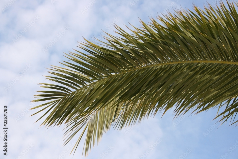 Fototapeta premium Date Leaf