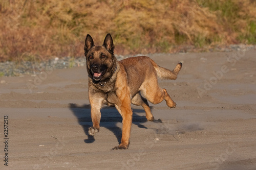 Belgian Malinois