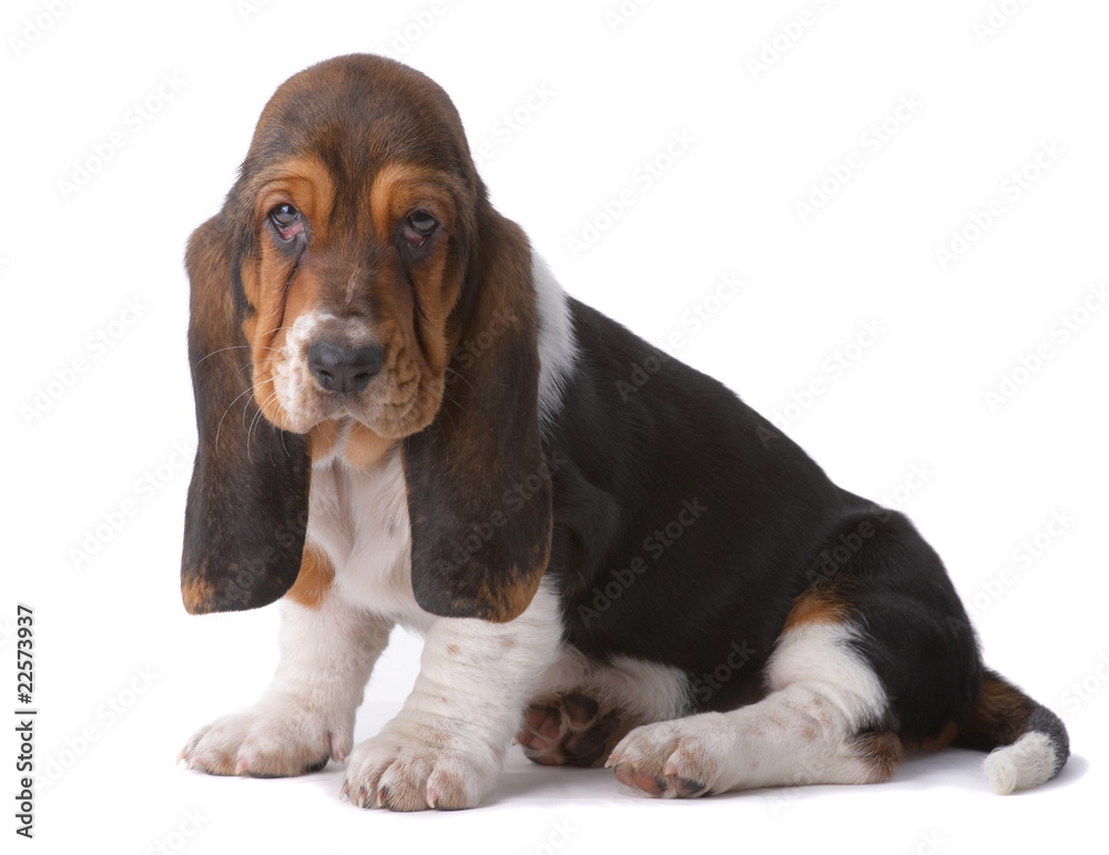 Portrait of basset-haund puppy