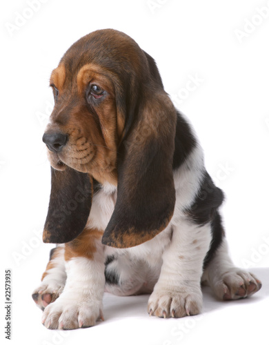 Portrait of basset-haund puppy