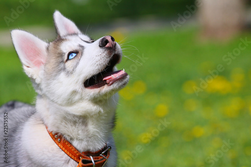 puppy