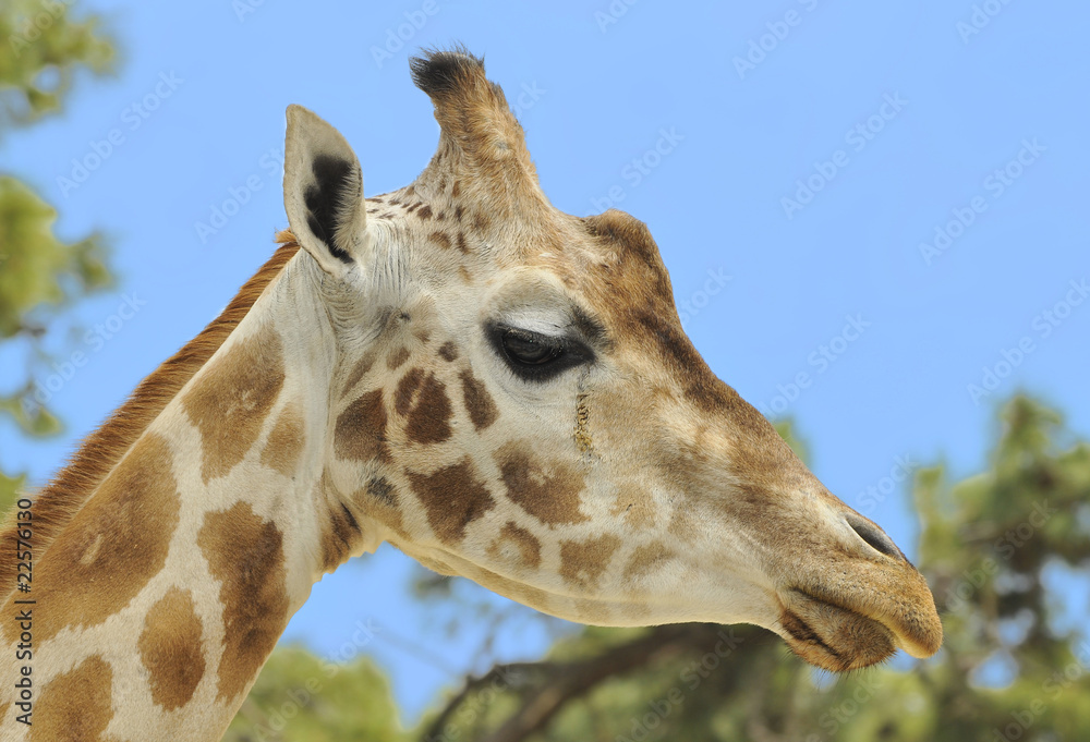 Tête de girafe