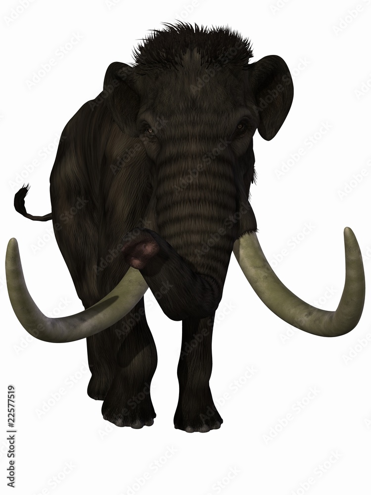 Obraz premium Mammut