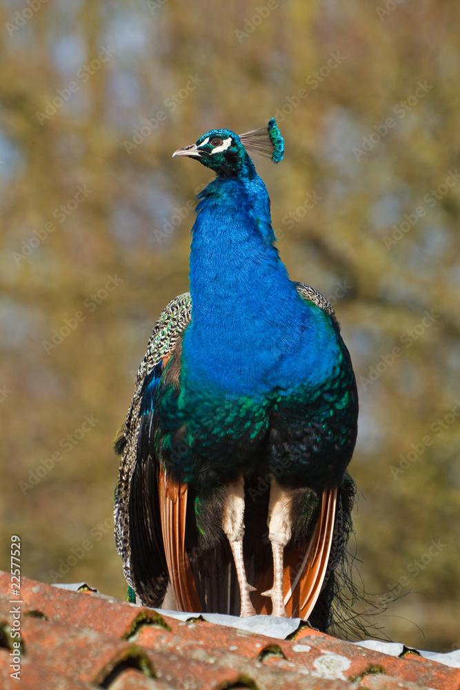 Obraz premium Blue peacock sitting on a roof