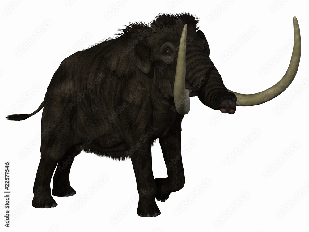 Fototapeta premium Mammut