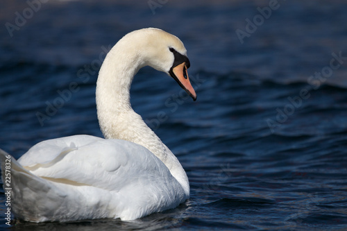 Fototapeta Naklejka Na Ścianę i Meble -  Swan