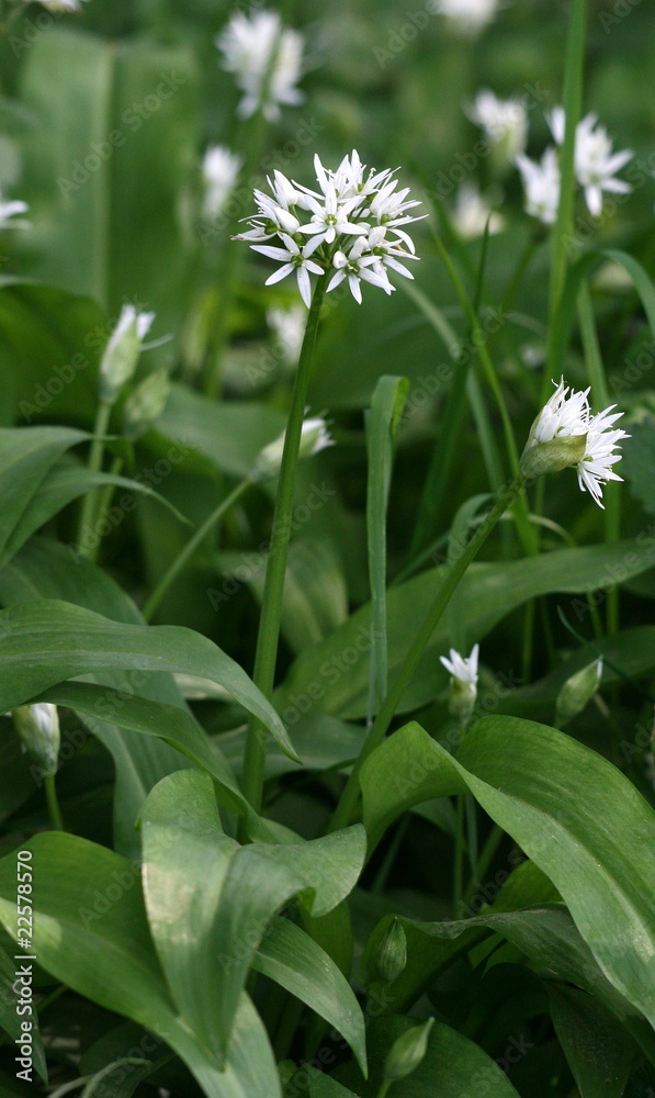 ail des ours,Allium ursinum, ail ,ours,Allium ,ursinum ail des ours,Allium ursinum, ail ,ours,Allium ,ursinum