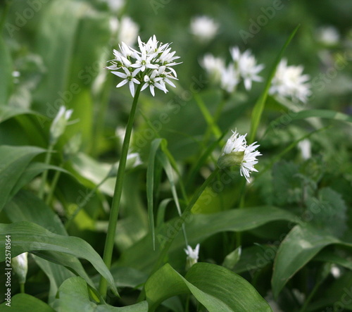Obraz na płótnie ail des ours, allium ursinum, ail, ours, allium, ursinum