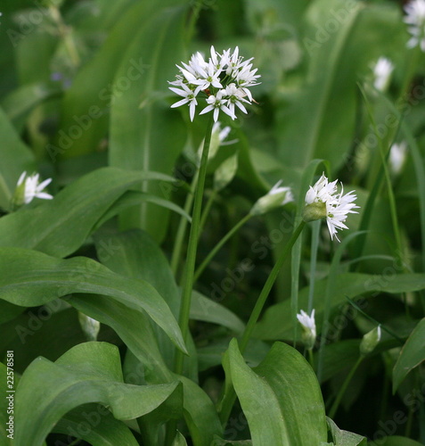 ail des ours, allium ursinum, ail, ours, allium, ursinum photo